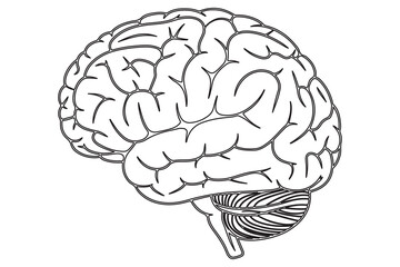 Detailed Line Drawing of a Human Brain
