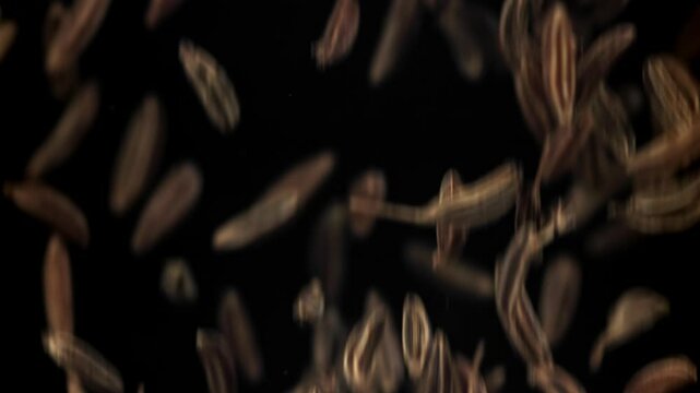 Cumin seeds fall down. Filmed on a high-speed camera at 1000 fps. High quality FullHD footage