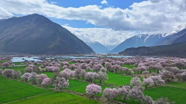Peach blossoms and rivers in Bome Nyingchi Tibet