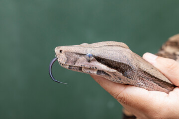 Boa constrictor (Boa constrictor constrictor)