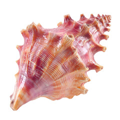 Obraz premium Glossy Pastel Pink And Orange Spiral Conch isolated on a transparent background