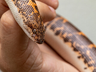 Eryx jayakari, known commonly as the Arabian sand boa or Jayakar's sand boa, is a species of snake in the family Boidae