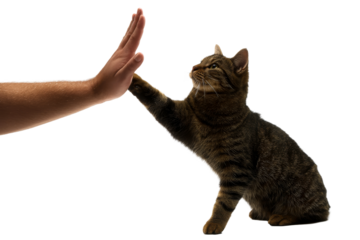 Cat reaches out to human hand in friendly interaction