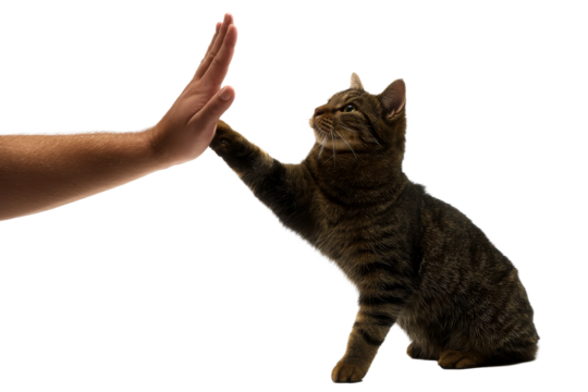 Cat reaches out to human hand in friendly interaction