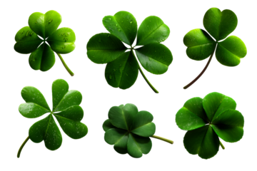 Green clover leaves arranged in various orientations with droplets