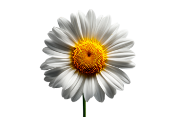 Bright white daisy flower with yellow center on transparent background