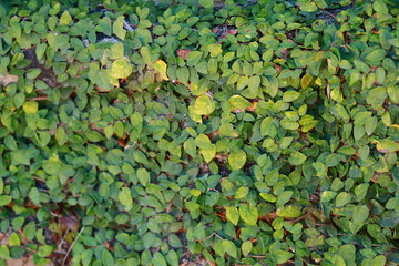 The climbing fig tree growing on the wall has some yellow leaves due to being exposed to too much sunlight or water. The vine grows on the walls of the house. Planting it near the house will make the
