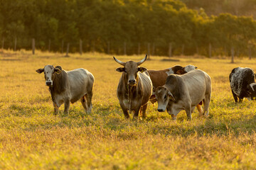 Oxen grazing in the sunset
