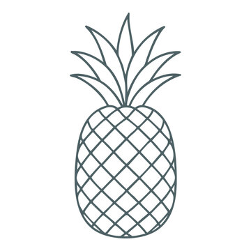 Outlined whole pineapple with spiky crown in vector.