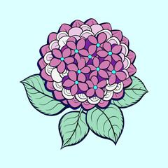 Beautiful illustration of a vibrant purple and pink hydrangea flower with detailed leaves