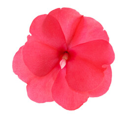 Close up New Guinea impatiens flowers, Impatiens hawkeri, isolated on white, clipping path