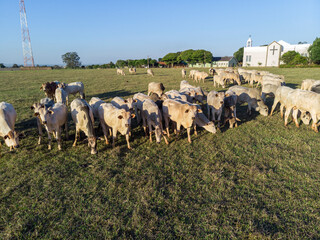 Cattle herd grazing at sunset