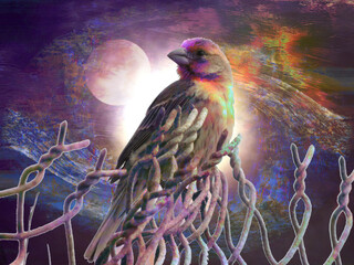 A house finch perched on a fence