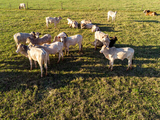 Cattle herd grazing at sunset