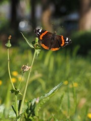 Detalle de mariposa almirante rojo (vanessa atalanta) sobre una rama en un parque