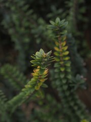 Fondo abstracto,detalle de plantas verdes en un parque