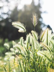 Campo de espigas con luz de sol a contraluz