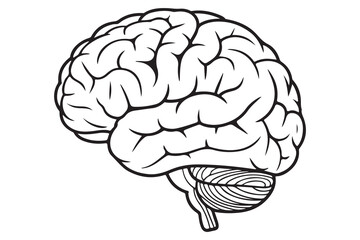 Detailed Illustration of a Human Brain
