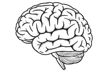 Detailed Illustration of a Human Brain
