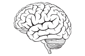 Detailed Illustration of a Human Brain
