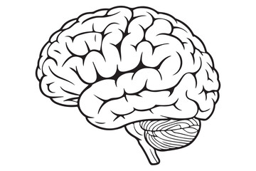 Detailed Illustration of a Human Brain
