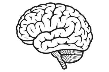 Detailed Illustration of a Human Brain
