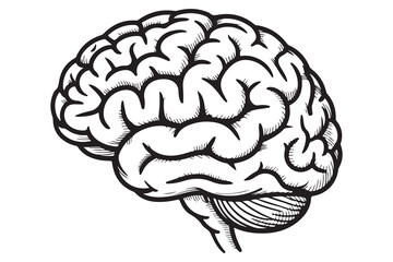 Detailed Illustration of a Human Brain
