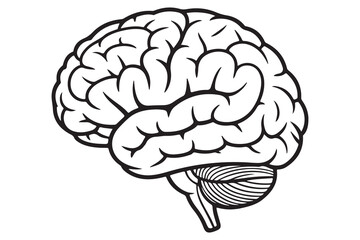 Detailed Illustration of a Human Brain
