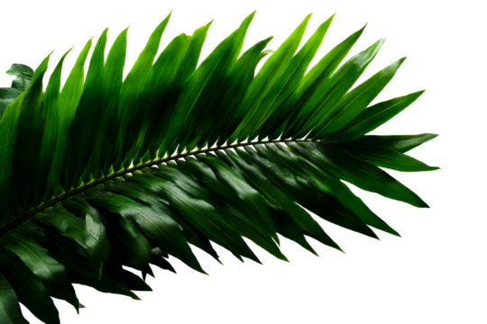 Lush green tropical fern leaf on transparent background