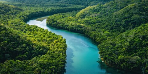 Serene River Bend Through Lush Green Jungle Canopy Aerial View Image