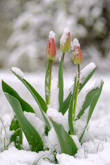 tulip buds in snow after snowfall