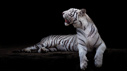 Rare beautifull adult albino white tiger