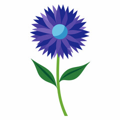 Bachelor’s Button Vector on White Background