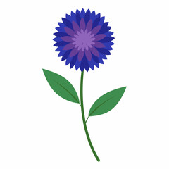 Bachelor’s Button Vector on White Background