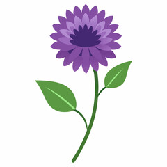 Bachelor’s Button Vector on White Background