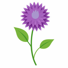 Bachelor’s Button Vector on White Background