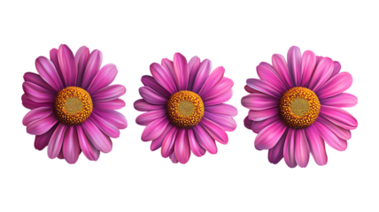 Daisies Against Transparent Background