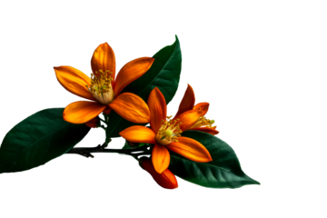 Beautiful orange flowers with green leaves on a transparent background