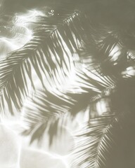 Palm frond shadow cast on a white surface with water reflections creating a minimalist abstract scene, top view, light and airy