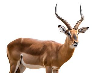 Naklejka premium PNG