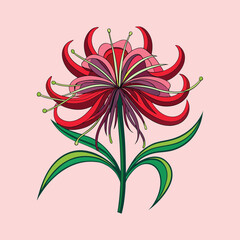 Stunning Red Spider Lily Flower Illustration Botanical Art Graphic Design