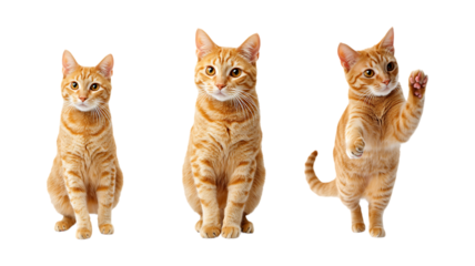 Set of Three Orange Tabby Cats Against Transparent Background