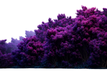 Lush purple foliage under a clear sky near a peaceful garden