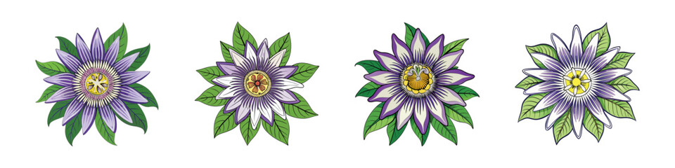 Obraz premium Purple passion flower illustrations, set of 4 botanical passionflower SVG icons, exotic floral blossom elements with green leaves for wedding stationery