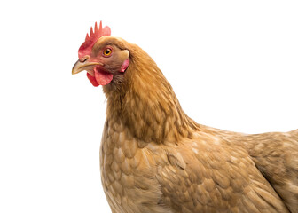 Fototapeta premium red adult hen isolated on white background PNG