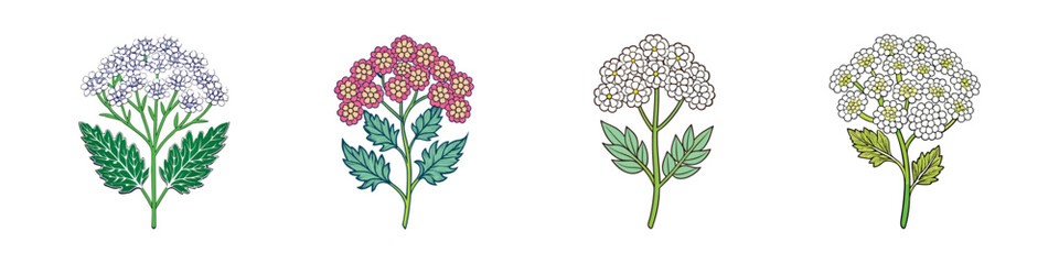 Vintage botanical yarrow flower illustrations, set of 4 colorful achillea millefolium herb icons, flat vector floral elements for herbal medicine branding © Designhoost Ltd