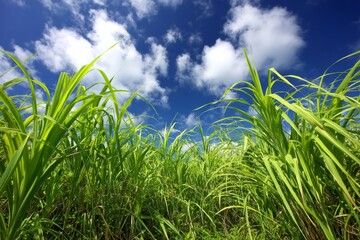 Obraz premium Tall grass sways hypnotically in rhythmic waves across a vast open field, as the mesmerizing wind bends it in a captivating visual display