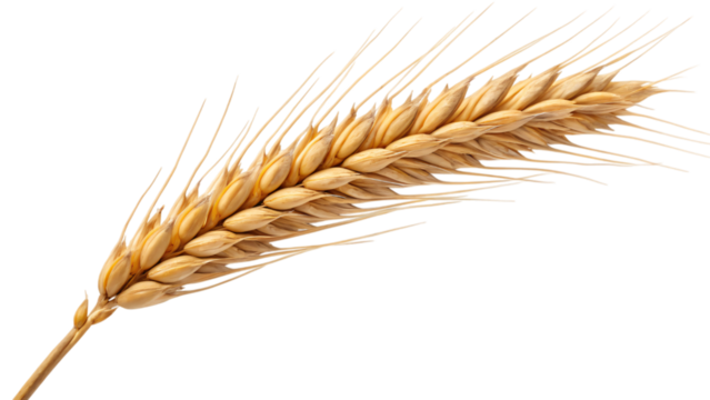 wheat ears isolated on white