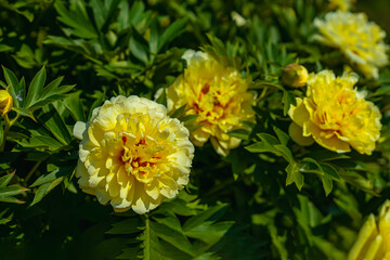 Golden yellow double peonies flowers in Chinese garden. Bright yellow peonies with red centers blooming among green leaves. Peonies reveal summer warmth, color contrast, garden delight