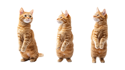 Set of Three Orange Tabby Cats Against Transparent Background